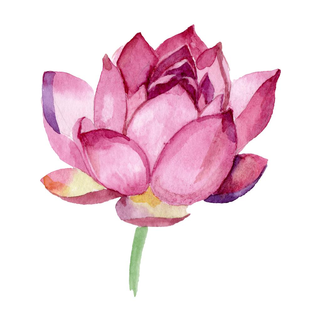 ピンクの蓮の花の植物の花 野生の春の葉の野生の花 水彩背景イラストセット 水彩画ファッションアクアレル 分離されたネランボイラスト要素 ロイヤリティフリー写真 画像素材