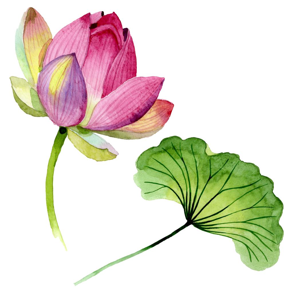 Różowe kwiaty lotosu kwiatów botanicznych. Akwarela zestaw ilustracji tła. Izolowane Nelumbo element ilustracji. - Zdjęcie, obraz