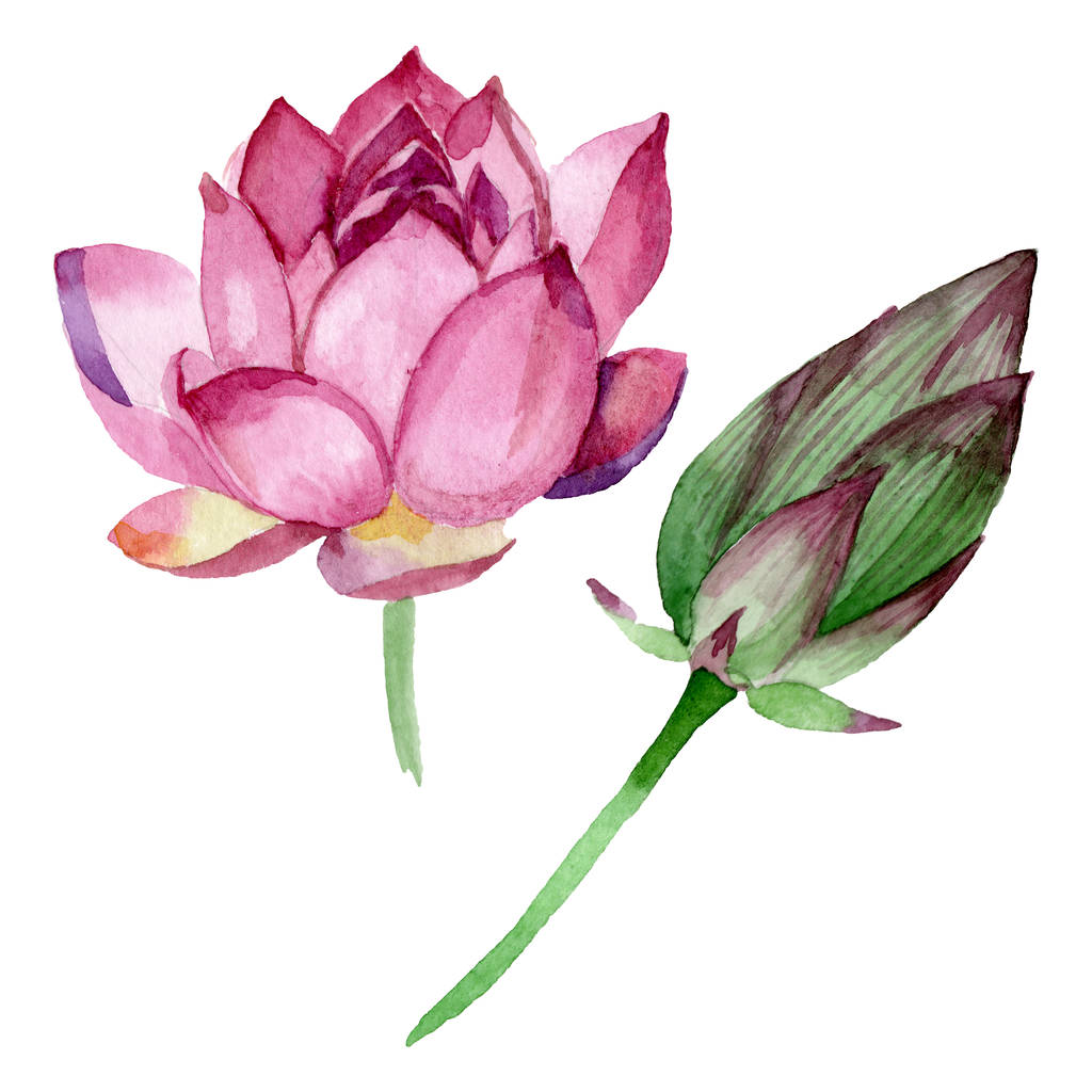 Botanische rosa Lotusblüten. Aquarell Hintergrundillustration Set. isoliertes Nelumbo-Illustrationselement. - Foto, Bild