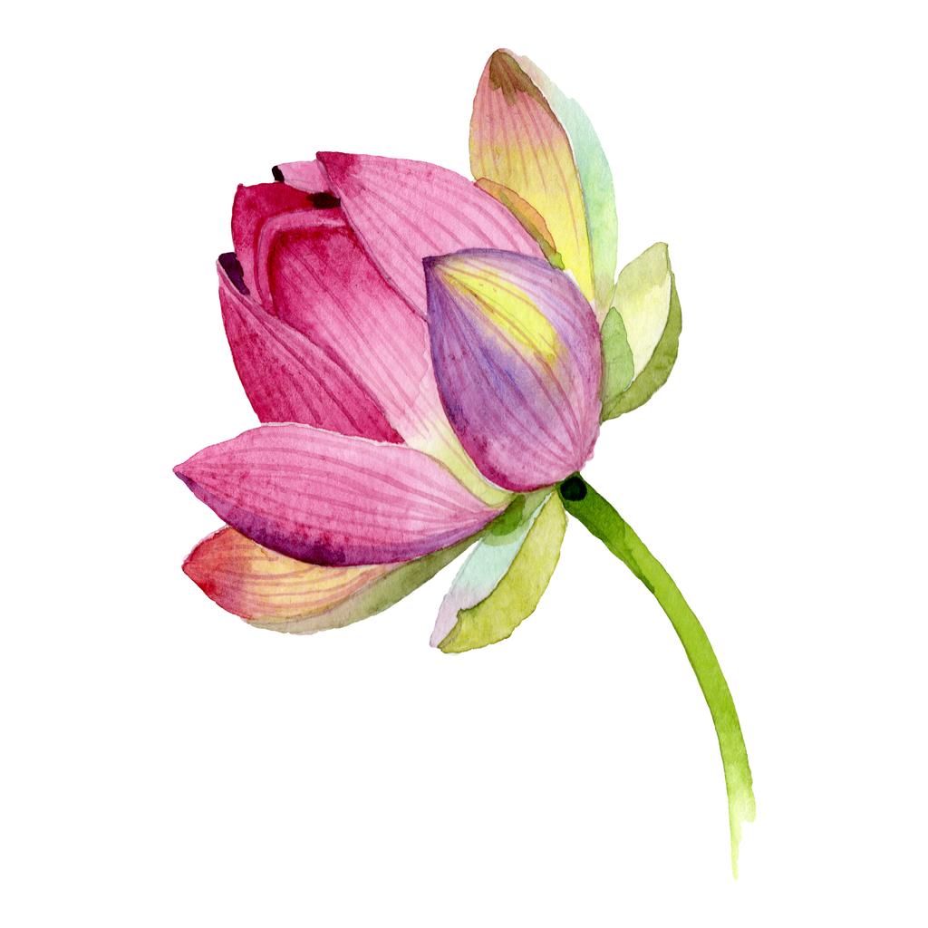 ピンクの蓮の花の植物の花 野生の春の葉の野生の花 水彩背景イラストセット 水彩画ファッションアクアレル 分離されたネランボイラスト要素 ロイヤリティ フリー写真 画像素材
