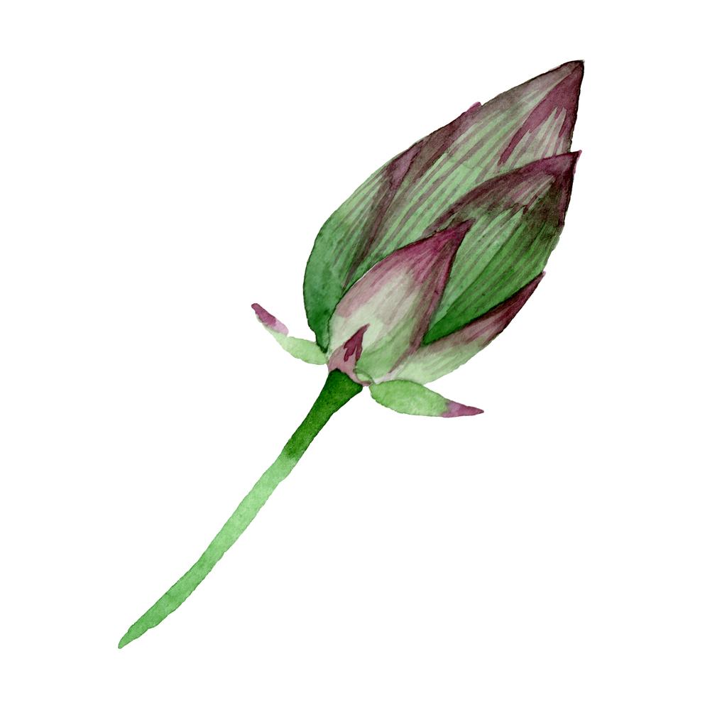Vihreä Lotus Bud kukka kasvitieteellinen kukkia. Vesiväri tausta kuvitussarja. Eristetty nelumbo-kuvituselementti
. - Valokuva, kuva