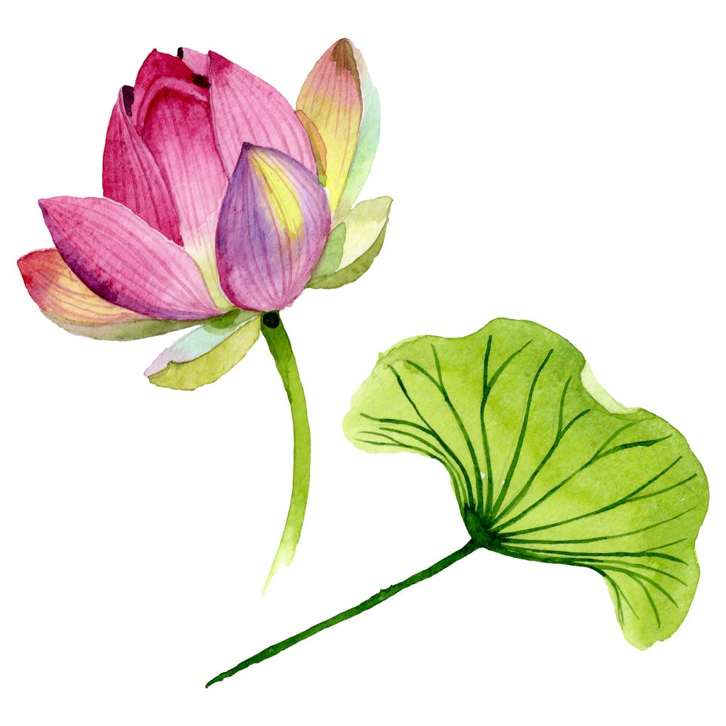 Pink lótusz virágos botanikai virágok. Akvarell háttér illusztráció meg. Elszigetelt Nelumbo illusztráció elem. - Fotó, kép
