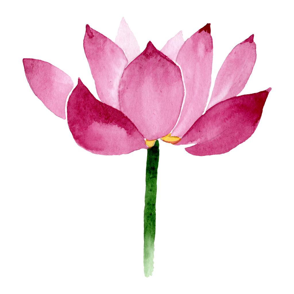 ピンクの蓮の花の植物の花 野生の春の葉の野生の花 水彩背景イラストセット 水彩画ファッションアクアレル 分離されたネランボイラスト要素 ロイヤリティフリー写真 画像素材