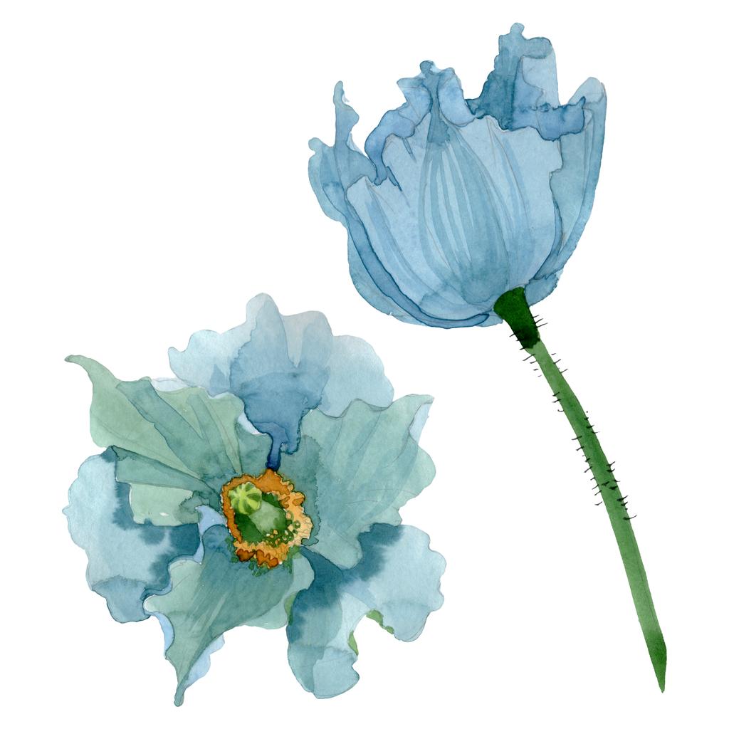 Mavi Haşhaş çiçek botanik çiçekler. Suluboya arka plan illüstrasyon küme. İzole haşhaş illüstrasyon öğesi. - Fotoğraf, Görsel