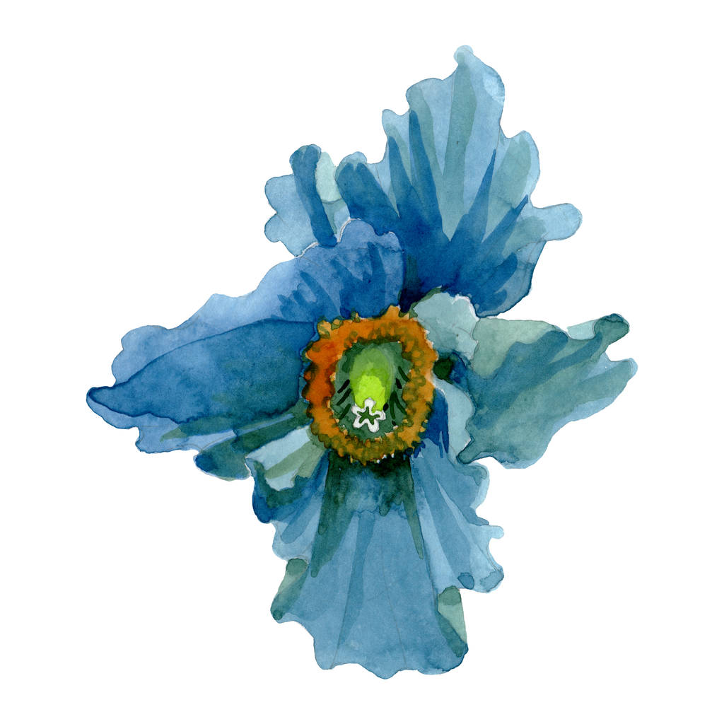 青いケシの花の植物の花 野生の春の葉の野生の花 水彩背景イラストセット 水彩画ファッションアクアレル 分離ポピーイラスト要素 ロイヤリティフリー写真 画像素材