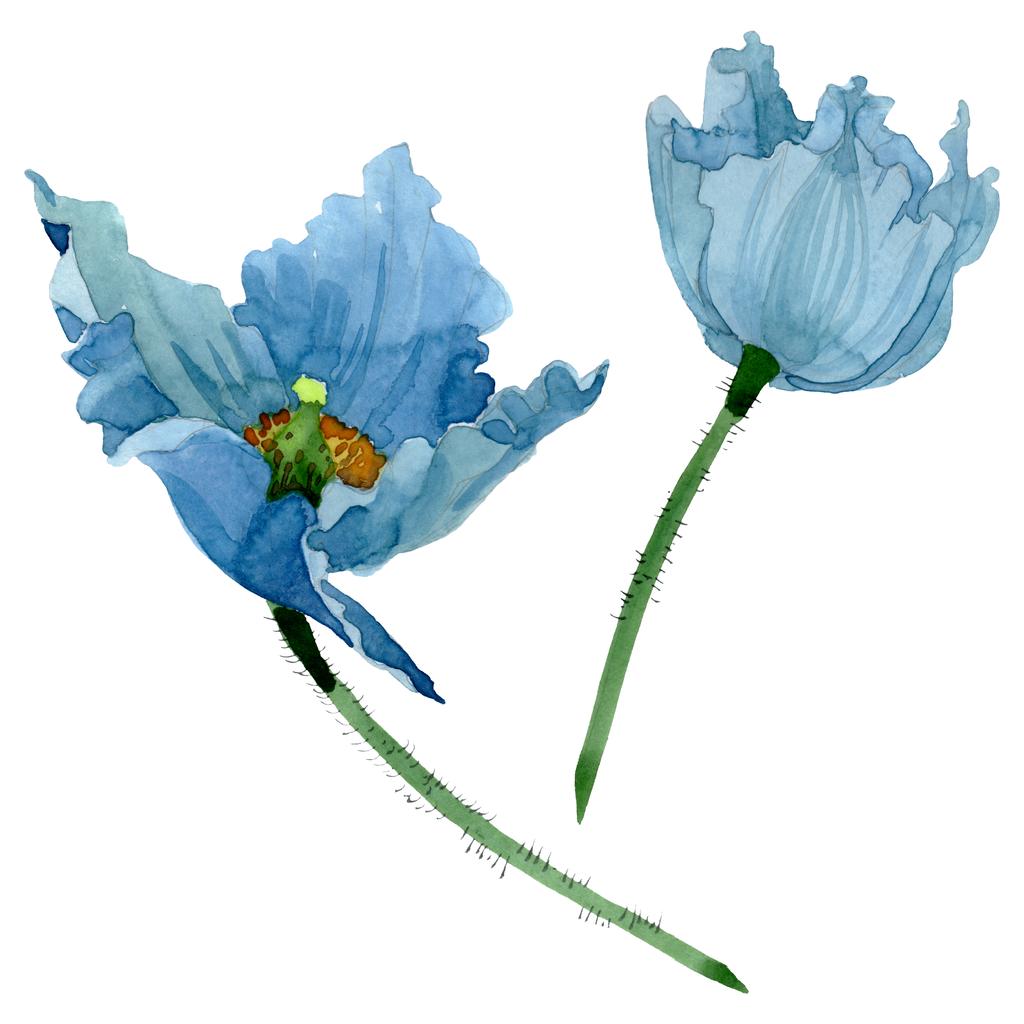 Μπλε παπαρούνας floral λουλούδια βοτανική. Ακουαρέλα φόντο εικόνα σύνολο. Απομονωμένη παπαρούνες εικονογράφηση στοιχείο. - Φωτογραφία, εικόνα