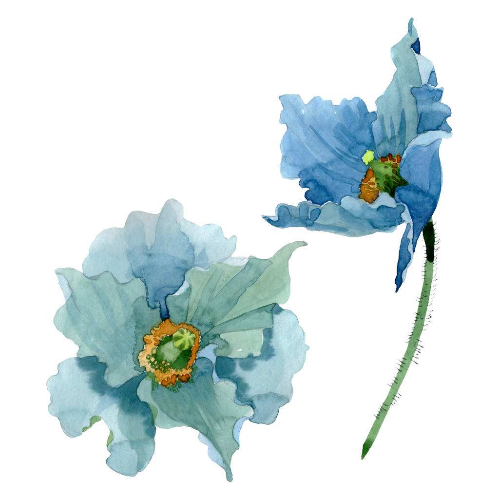 Flor de papoula azul flores botânicas. Conjunto de ilustração de fundo aquarela. Isolado papoilas ilustração elemento
. - Foto, Imagem
