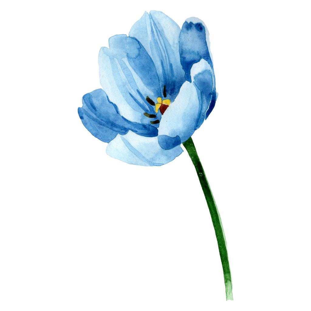 Niebieski tulipan kwiatowy kwiatów botanicznych. Akwarela zestaw ilustracji tła. Element ilustracji na białym tle tulipan. - Zdjęcie, obraz