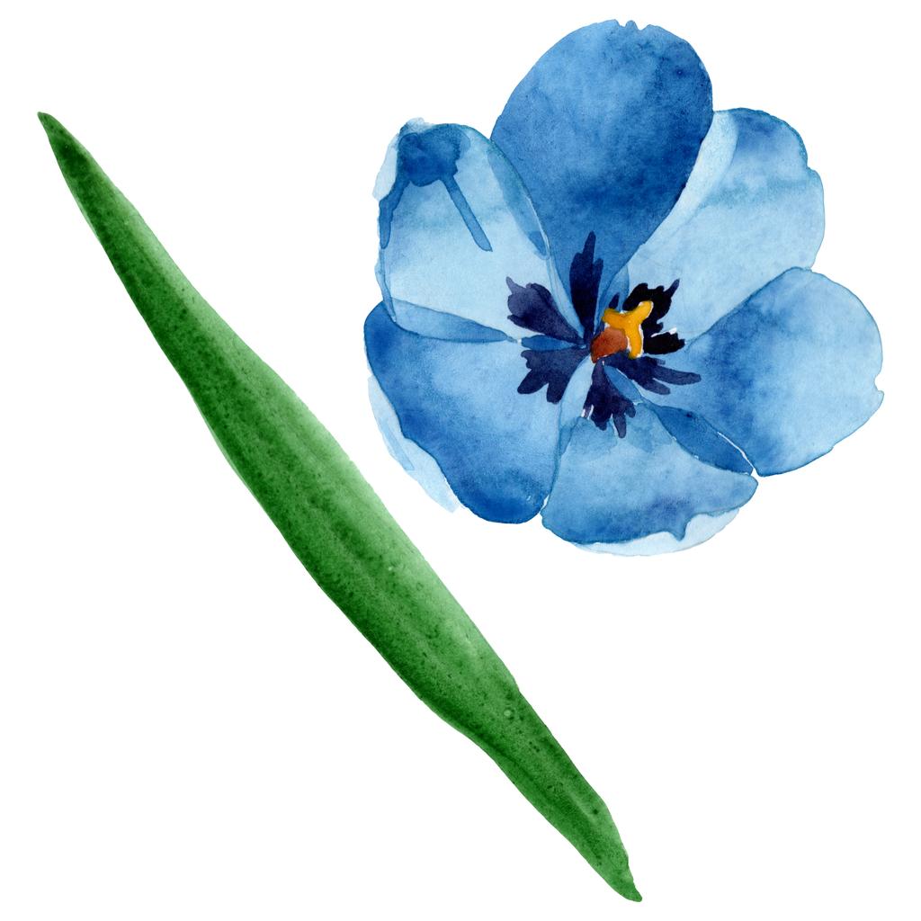 青いチューリップの花の植物の花 野生の春の葉の野生の花が孤立しました 水彩背景イラストセット 水彩画ファッションアクアレル孤立 分離されたチューリップ イラスト要素 ロイヤリティフリー写真 画像素材