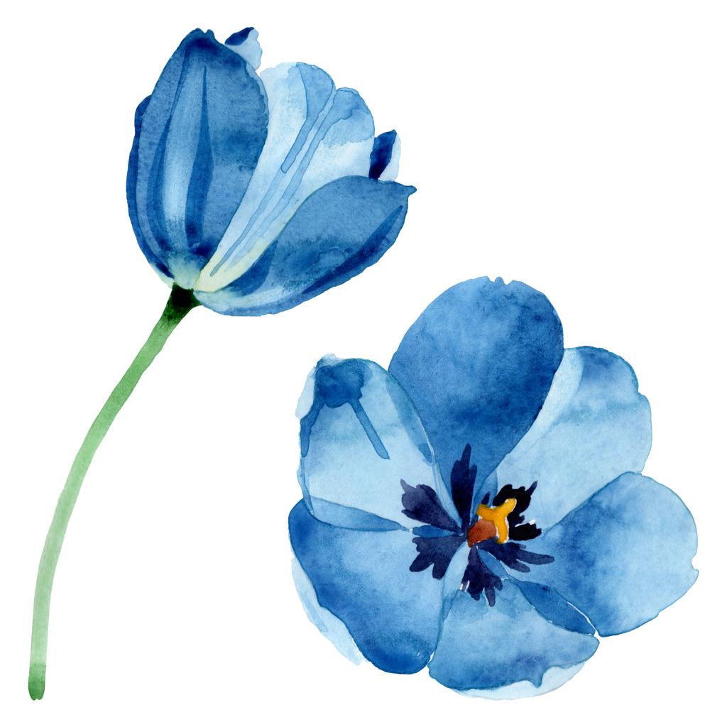 Blaue Tulpe mit botanischen Blüten. Aquarell Hintergrundillustration Set. isoliertes Tulpenillustrationselement. - Foto, Bild