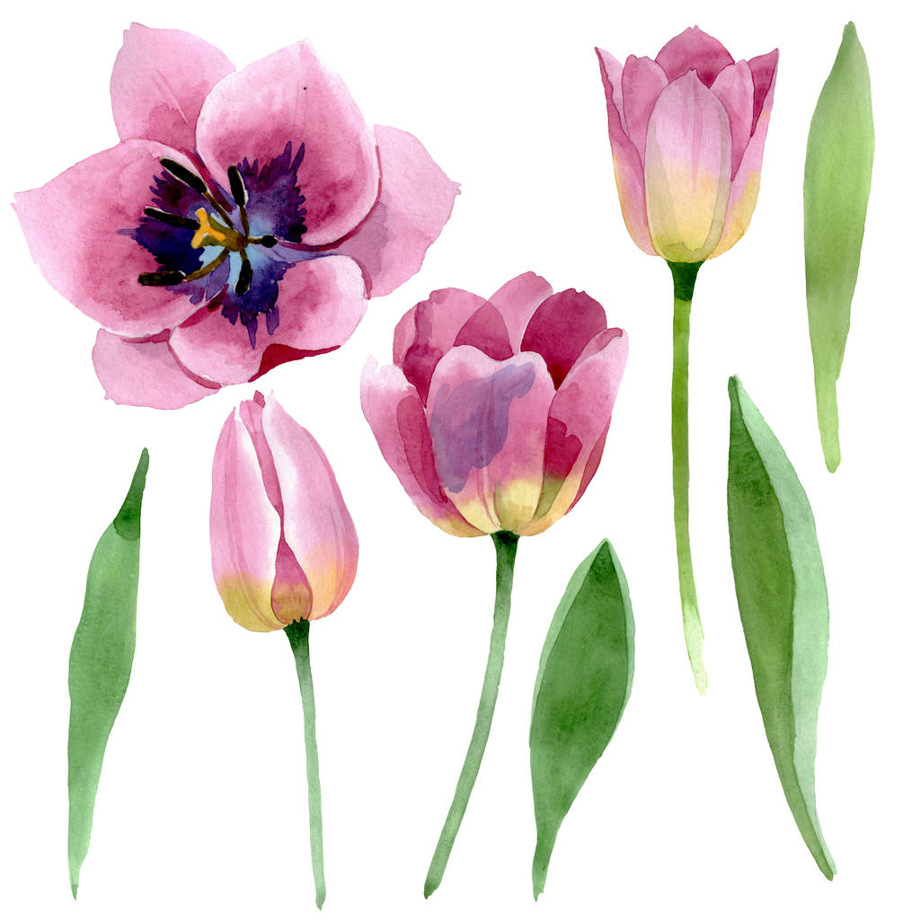 rosa Tulpen mit botanischen Blüten. Aquarell Hintergrundillustration Set. Vereinzelte Tulpen Illustrationselement. - Foto, Bild