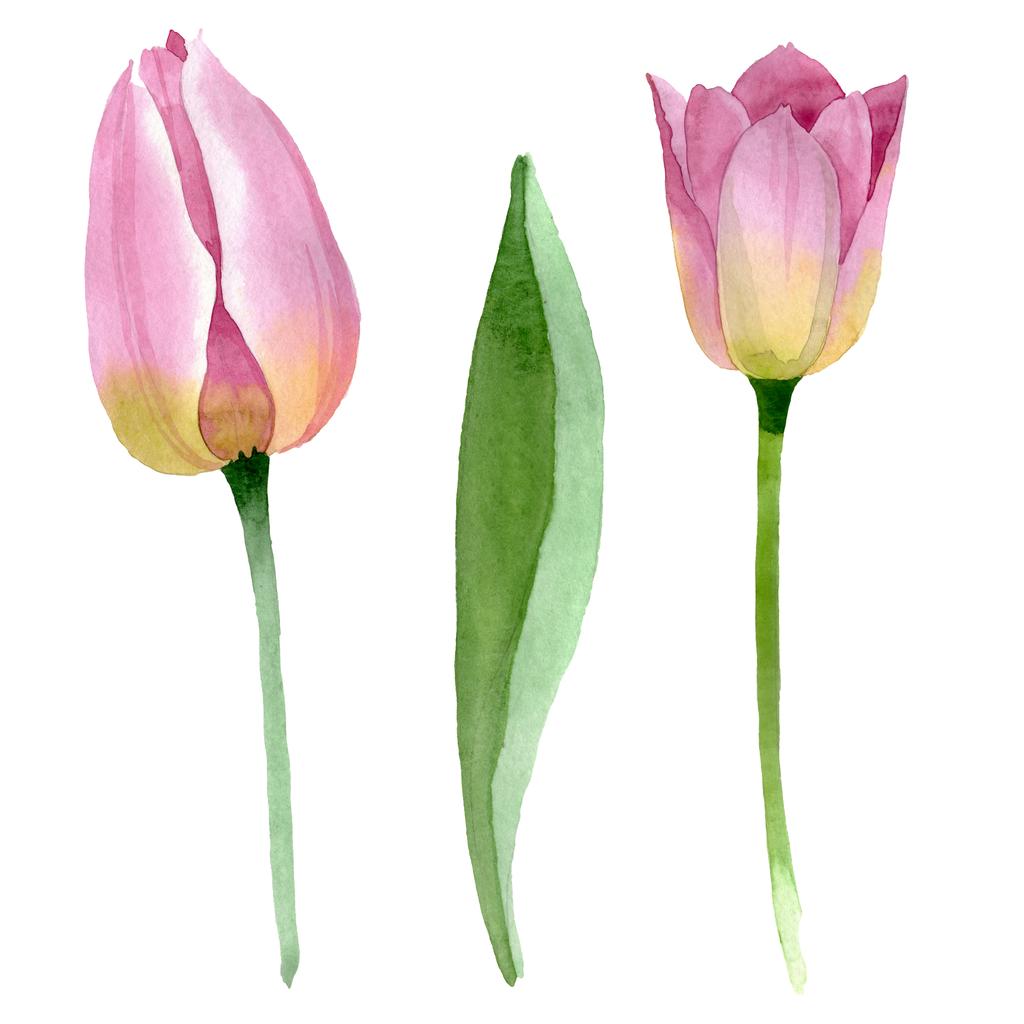 Růžové tulipány s květinovými botanickými květy. Vodný obrázek pozadí-barevný. solený tulipány, ilustrace prvku. - Fotografie, Obrázek