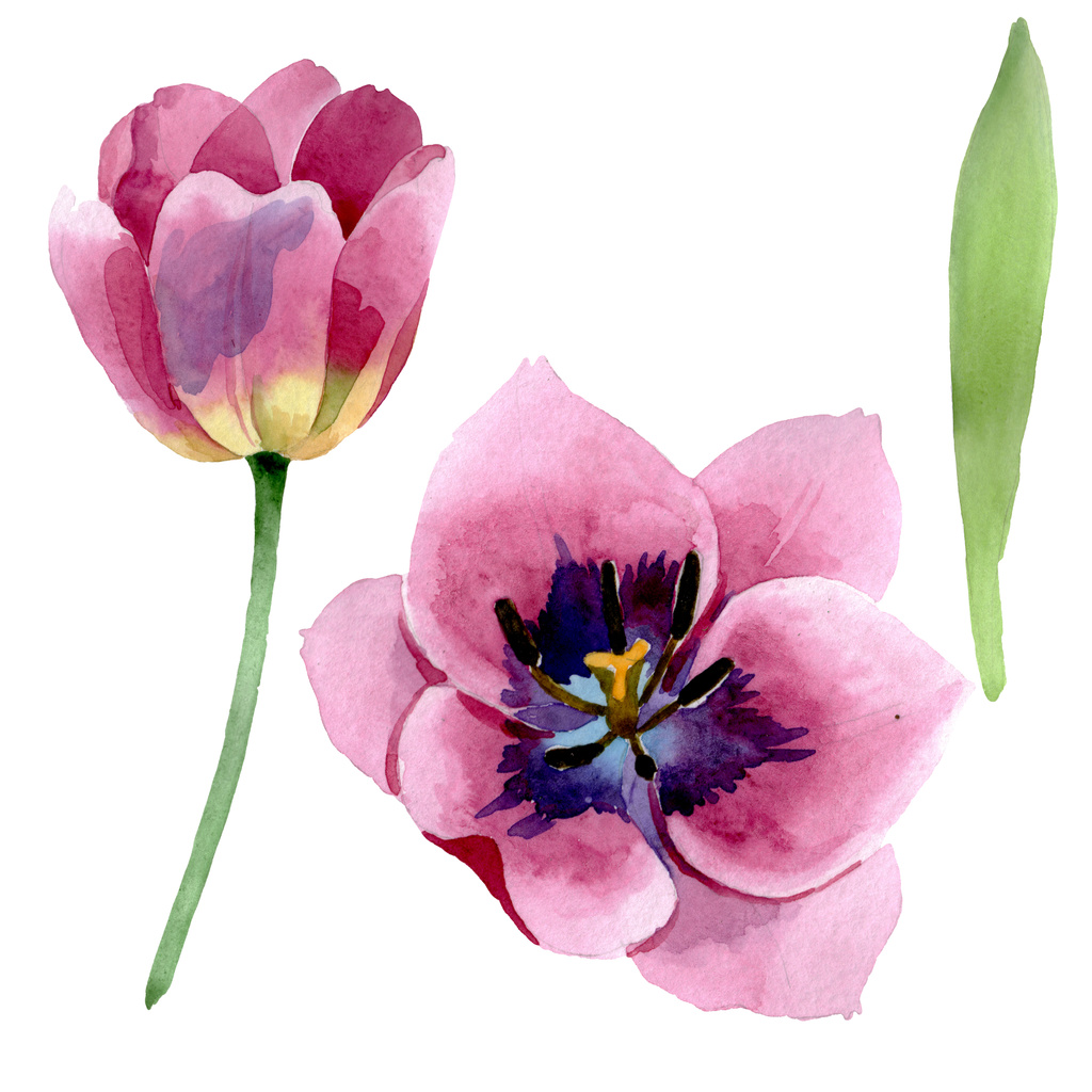 ピンクのチューリップ花植物の花。●水彩背景イラストセット。ソレートチューリップイラスト要素. - 写真・画像