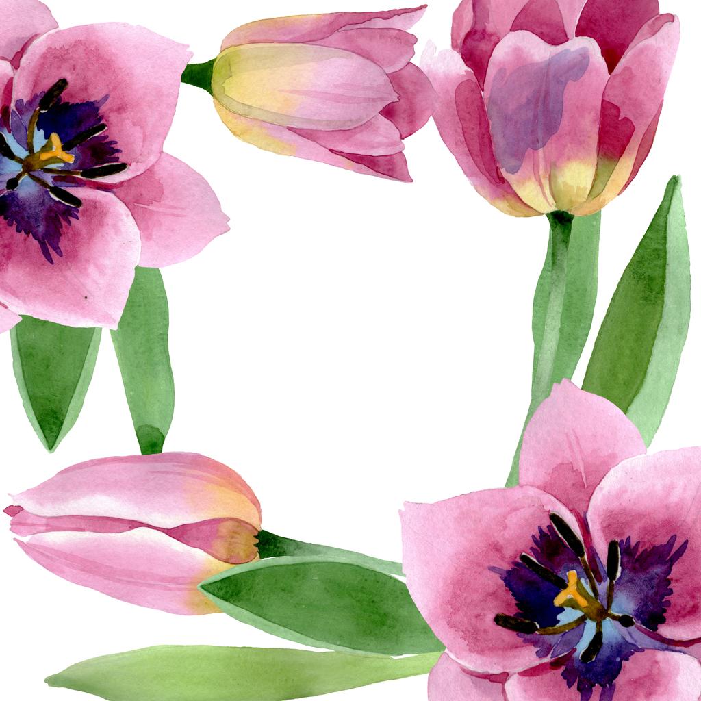 Rosa tulipas flores botânicas florais. Conjunto de ilustração de fundo aquarela. Quadro borda ornamento quadrado
. - Foto, Imagem