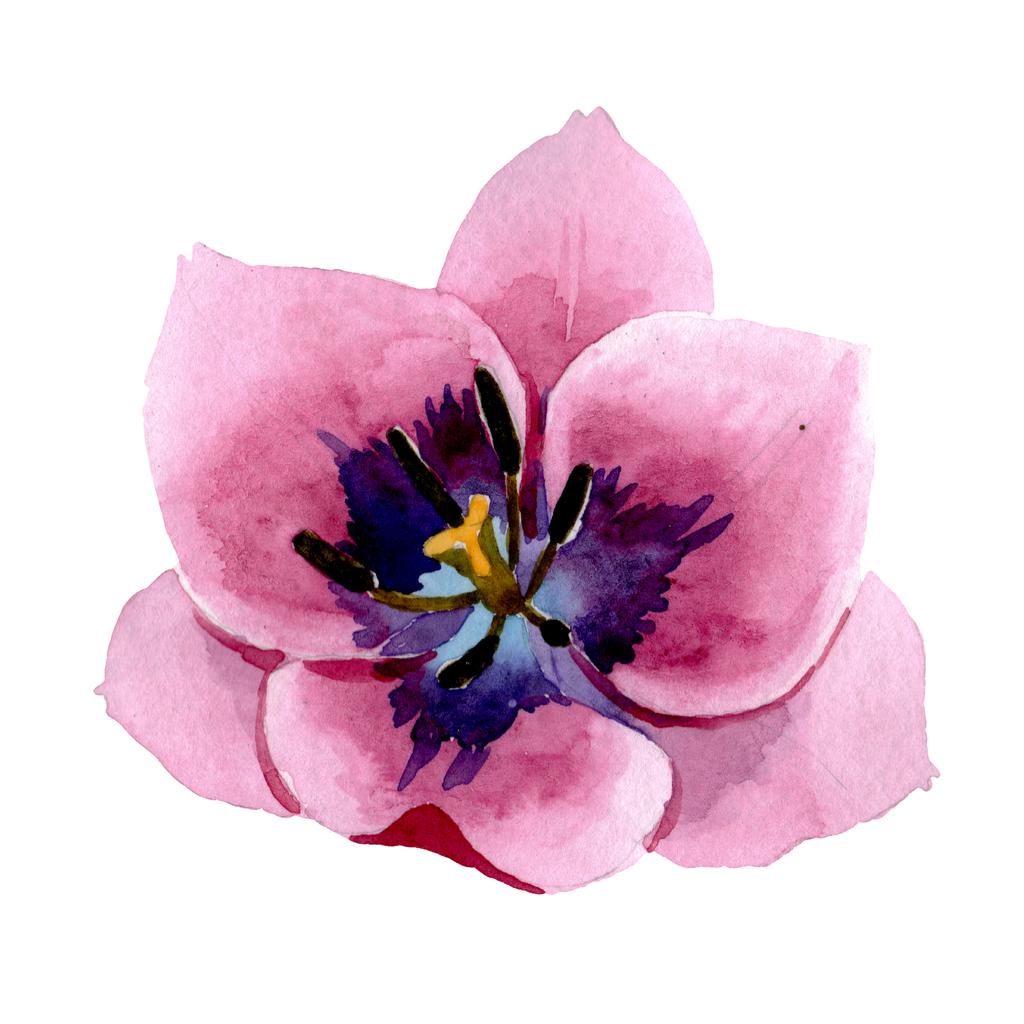 Tulipani rosa fiori botanici floreali. Acquerello sfondo illustrazione set. elemento di illustrazione tulipani solati
. - Foto, immagini