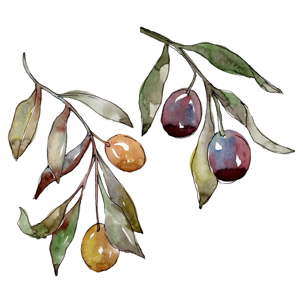 Olive branch with black and green fruit. Watercolor background illustration set. Isolated olives illustration element. - Photo, Image
