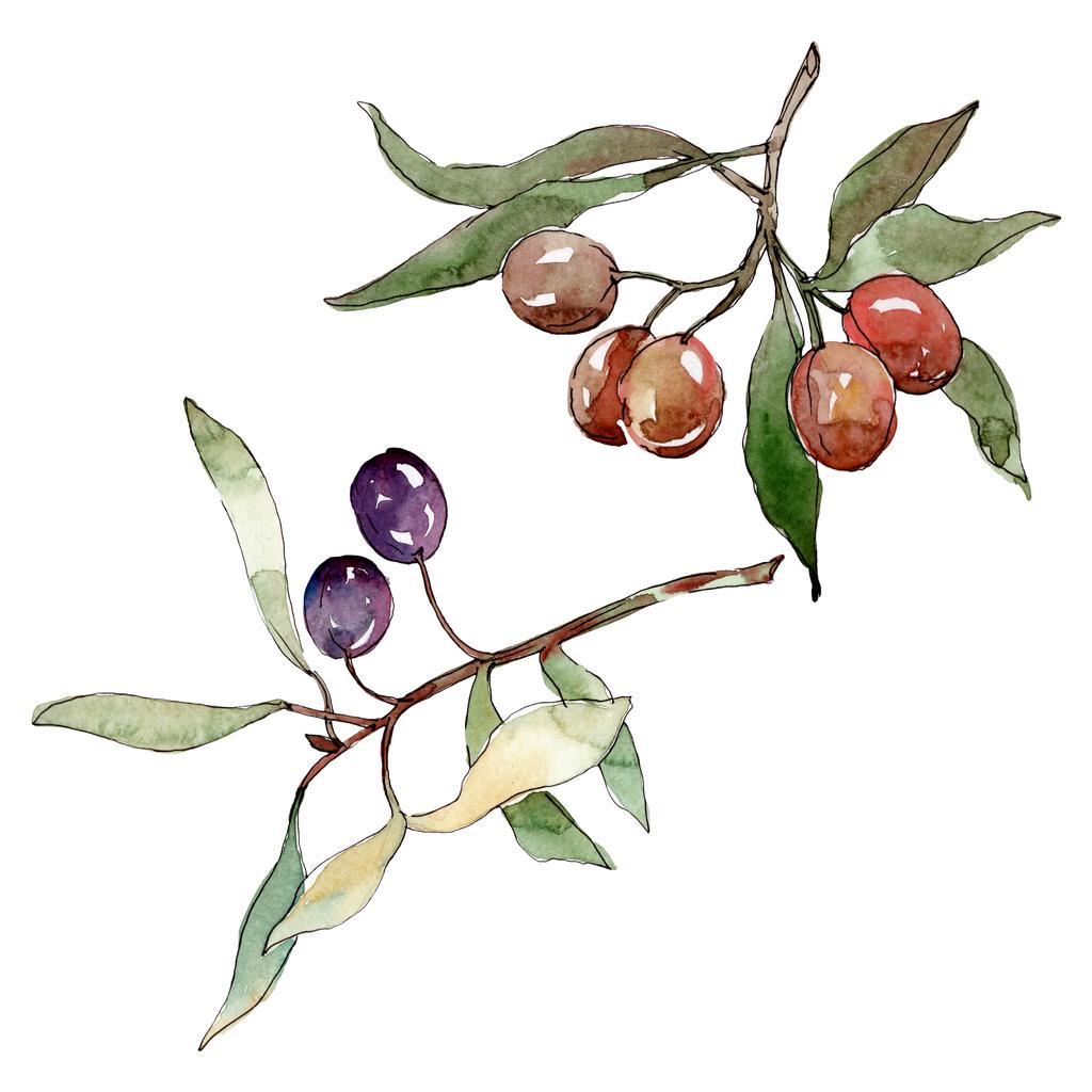 Rama de olivo con fruta negra y verde. Conjunto de ilustración de fondo acuarela. Elemento ilustrativo de aceitunas aisladas
. - Foto, Imagen
