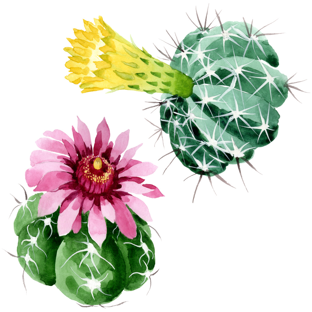 Зелені кактуси квіткові ботанічні квіти. Набір ілюстрацій для акварельного фону. Ізольований елемент ілюстрації кактусів
. - Фото, зображення
