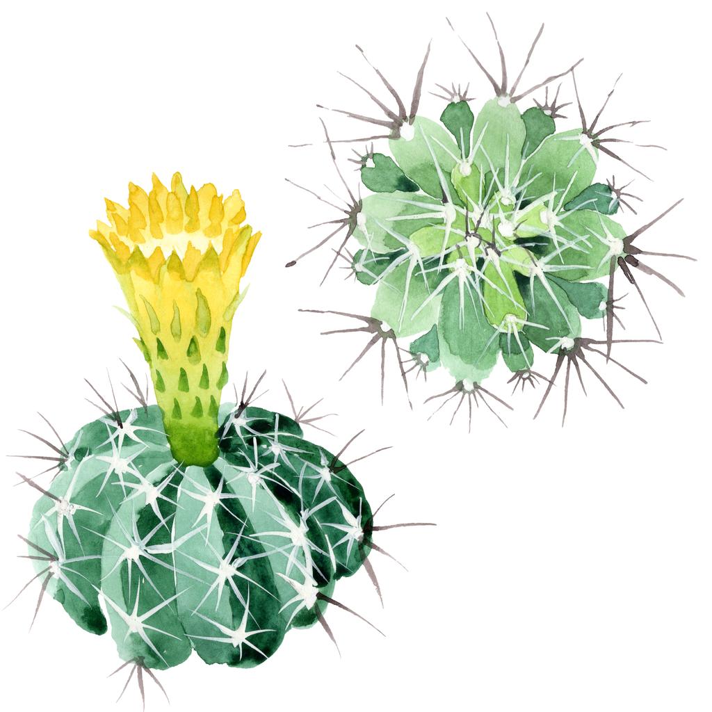 Zelené kaktus květinové botanické květy. Vodný obrázek pozadí-barevný. Samostatný příklad kaktusů. - Fotografie, Obrázek