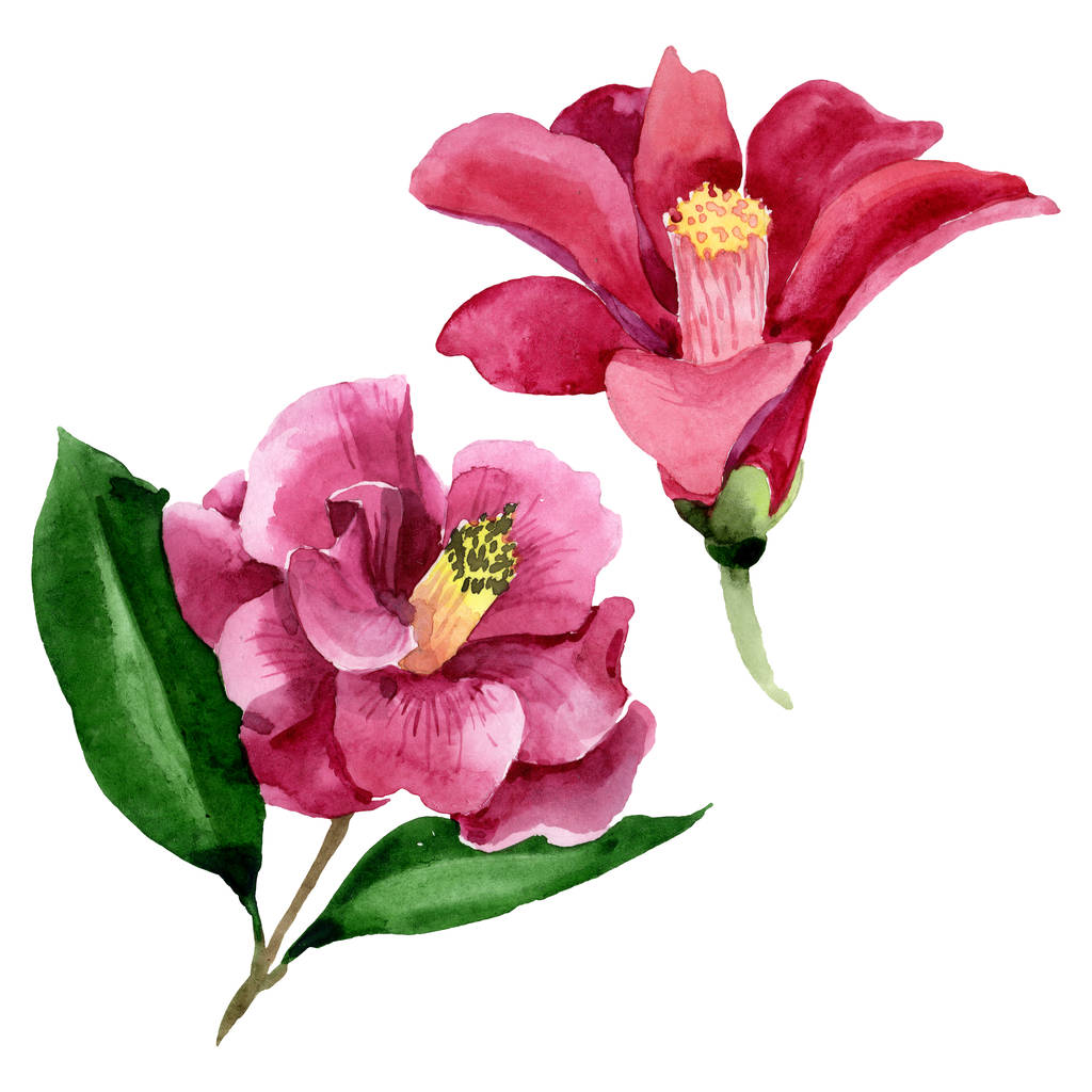 Vörös Camelia virágos botanikus virág. Akvarell háttér illusztráció meg. Elszigetelt Camelia illusztráció elem. - Fotó, kép