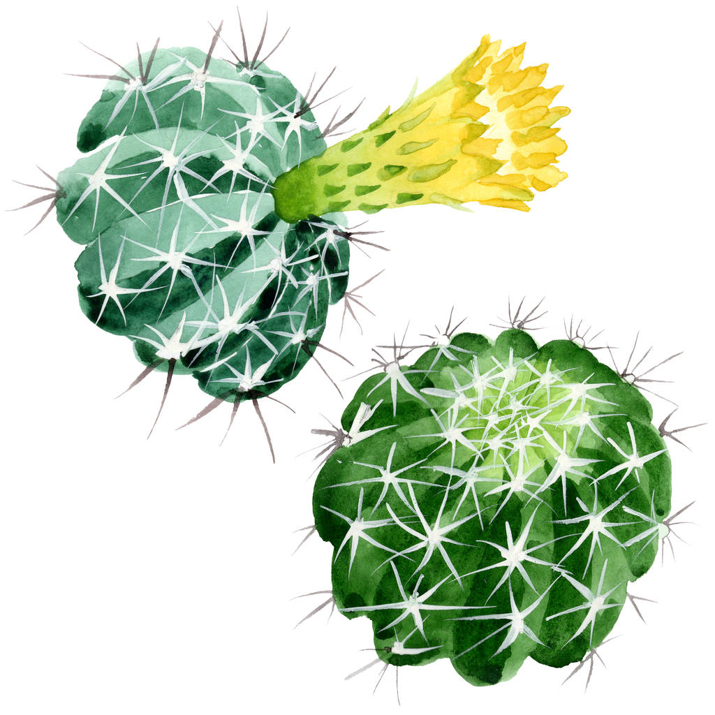 Fleurs botaniques florales de cactus vert. Ensemble d'illustration de fond aquarelle. Élément d'illustration de cactus isolés
. - Photo, image
