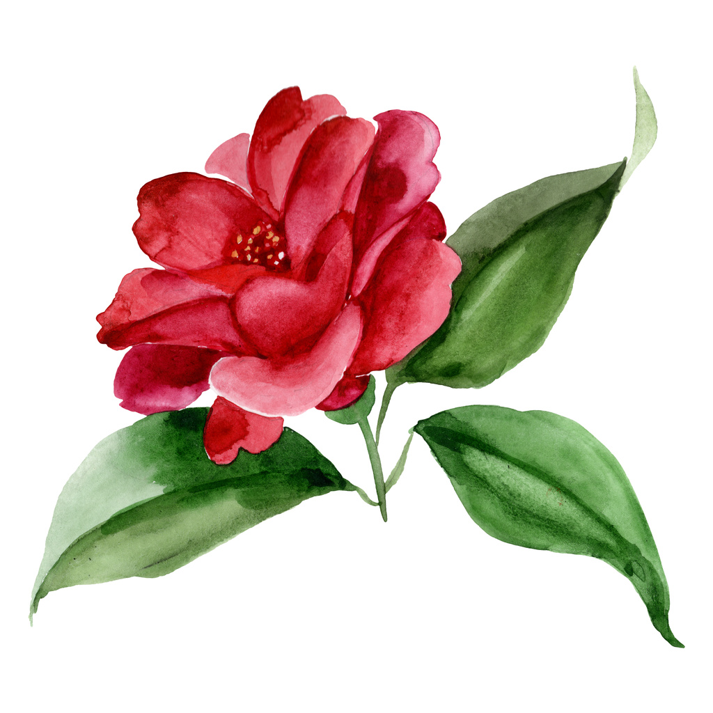 Foto e imagen de stock sin royalties de Flor Botánica Floral Camelia Roja.  Flor Silvestre