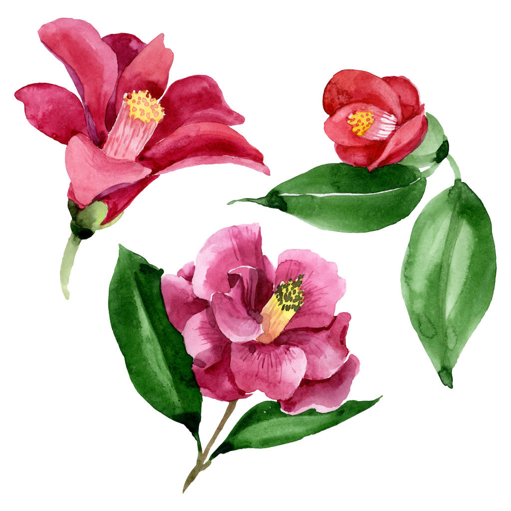 Fleur botanique florale de camélia rouge. Ensemble d'illustration de fond aquarelle. Elément d'illustration de camélia isolé
. - Photo, image