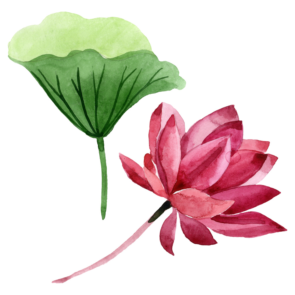 赤蓮の花の植物の花。●水彩背景イラストセット。孤立した蓮のイラスト要素. - 写真・画像