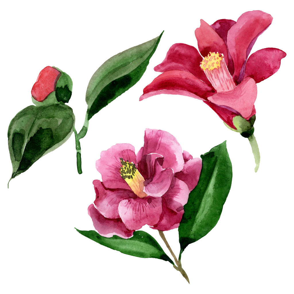 Rote Kamelie blühende botanische Blume. Aquarell Hintergrundillustration Set. isolierte Kamelie Illustrationselement. - Foto, Bild