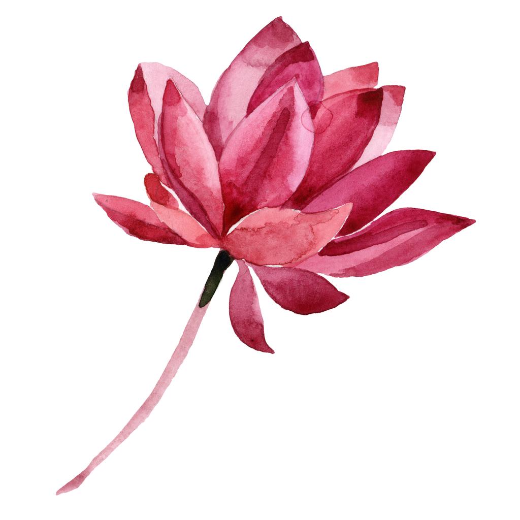 Vörös lótusz virágos botanikus virág. Akvarell háttér illusztráció meg. Különálló Lotus illusztrációs elem. - Fotó, kép