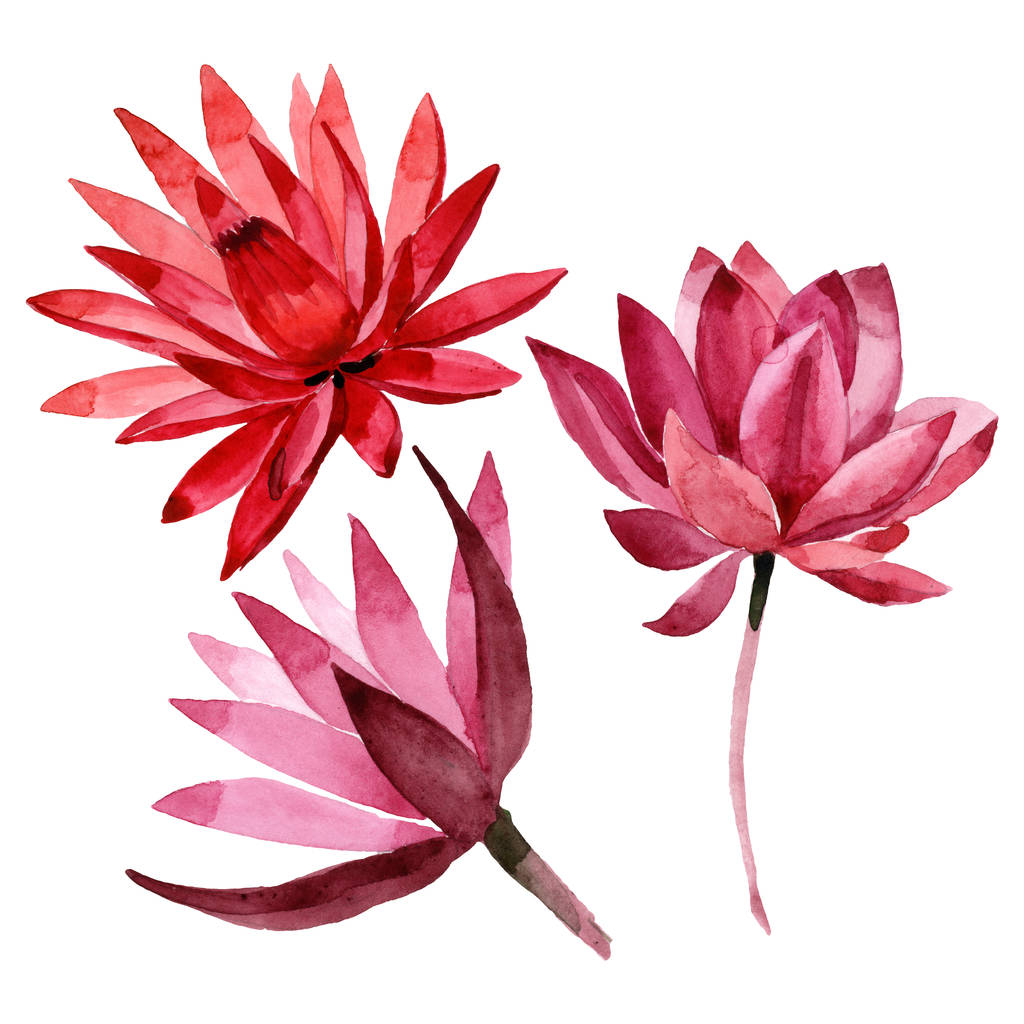 Czerwony Lotos kwiatowy kwiat botaniczny. Akwarela zestaw ilustracji tła. Element ilustrowany lotosu na białym tle. - Zdjęcie, obraz