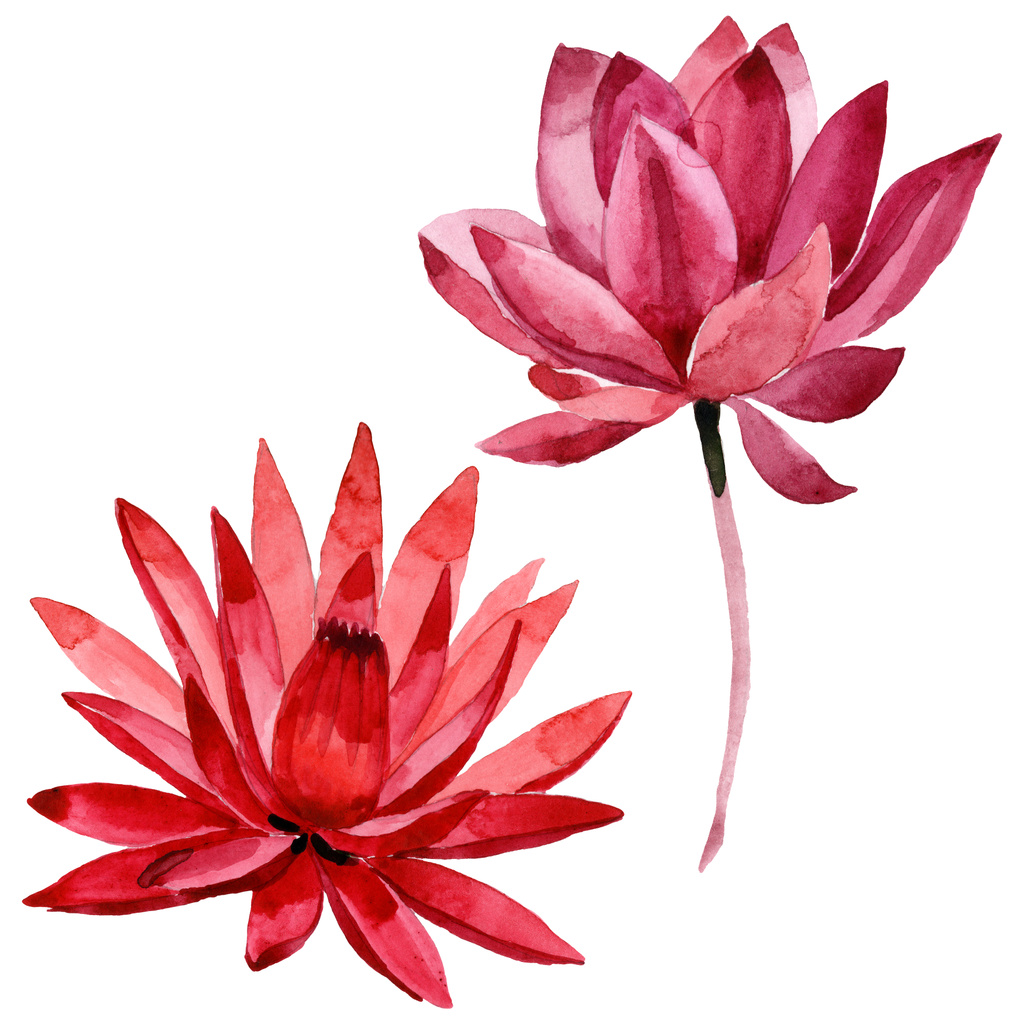 Flor botânica floral de lótus vermelho. Conjunto de ilustração de fundo aquarela. Elemento de ilustração de lótus isolado
. - Foto, Imagem
