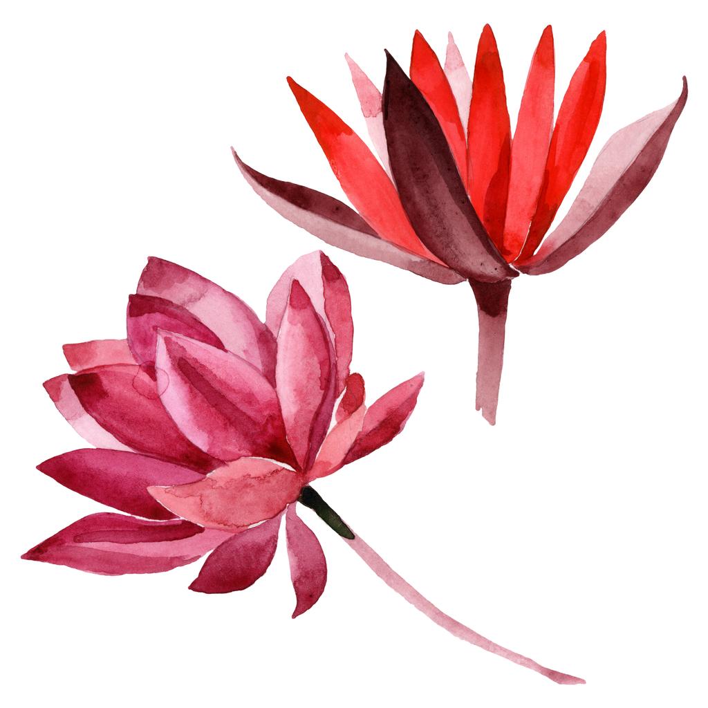 赤蓮の花の植物の花 野生の春の葉の野生の花 水彩背景イラストセット 水彩画ファッションアクアレル 孤立した蓮のイラスト要素 ロイヤリティフリー写真 画像素材
