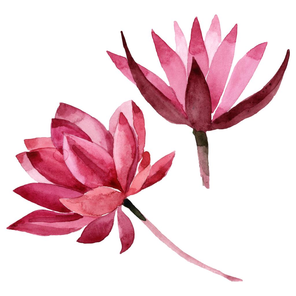 Lotus rouge fleur botanique florale. Ensemble d'illustration de fond aquarelle. Élément d'illustration de lotus isolé
. - Photo, image