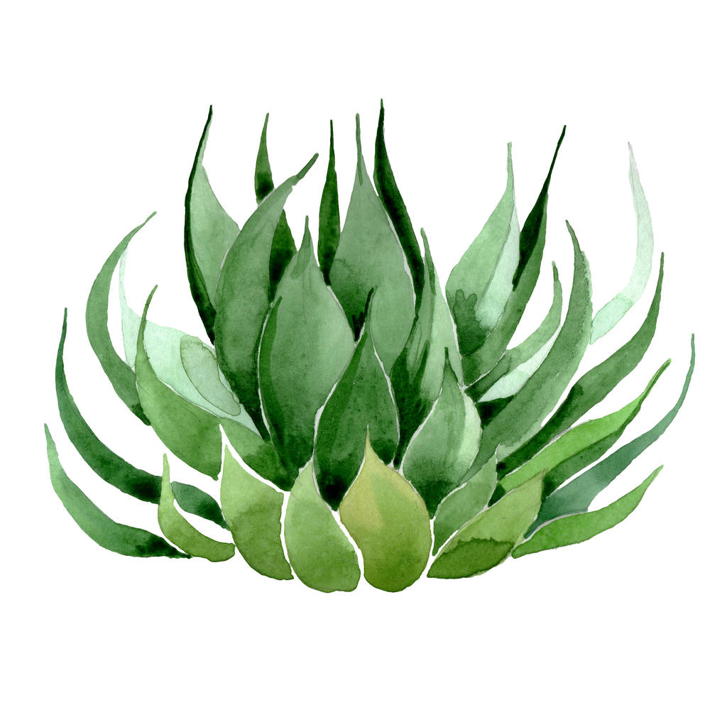 Green cactus floral botanical flower. Watercolor background illustration set. Isolated cacti illustration element. - Photo, Image
