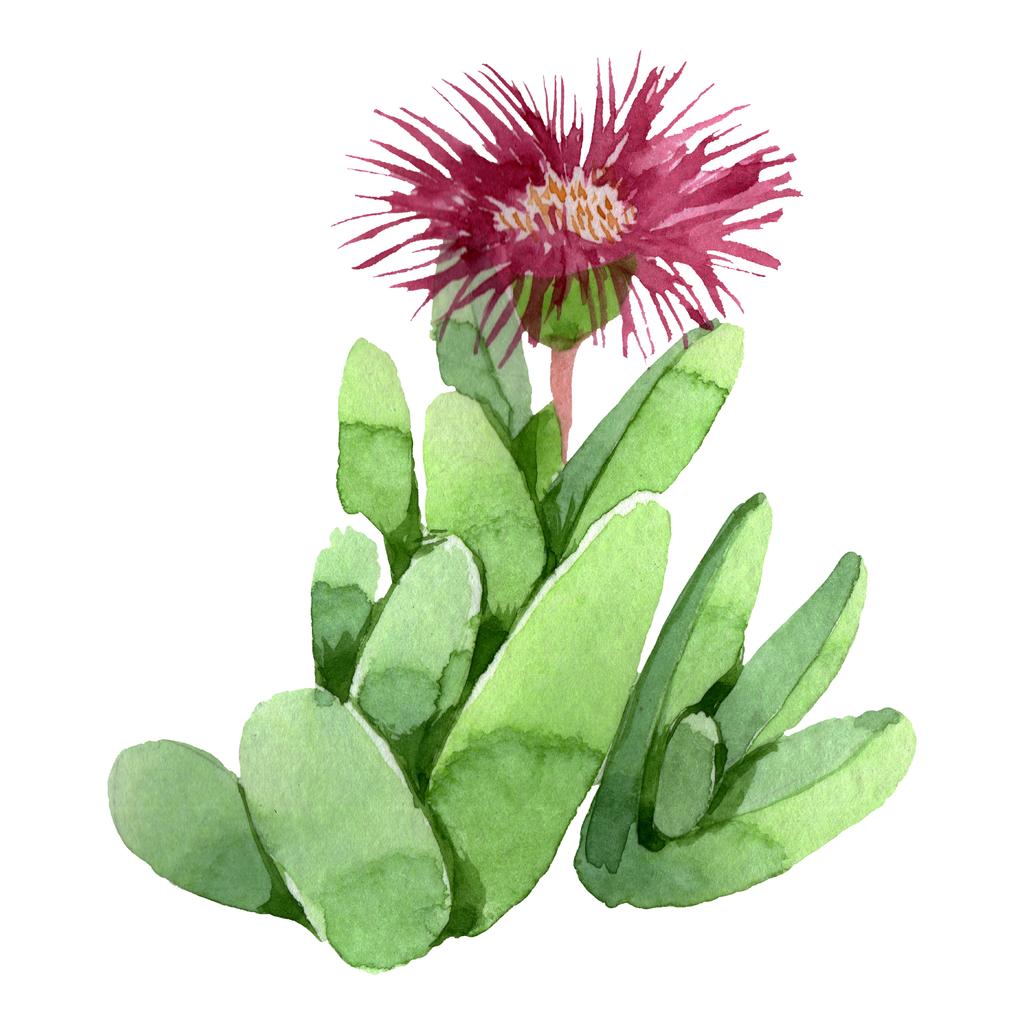 Zielony kaktus kwiatowy kwiat botaniczny. Akwarela zestaw ilustracji tła. Pojedyncze kaktusy ilustracji element. - Zdjęcie, obraz