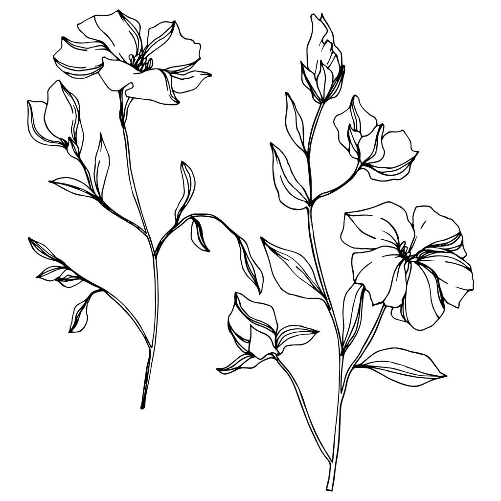 Vector vlas bloemen botanische bloemen. Zwart-wit gegraveerd Ink Art. Geïsoleerde vlas illustratie element. - Vector, afbeelding