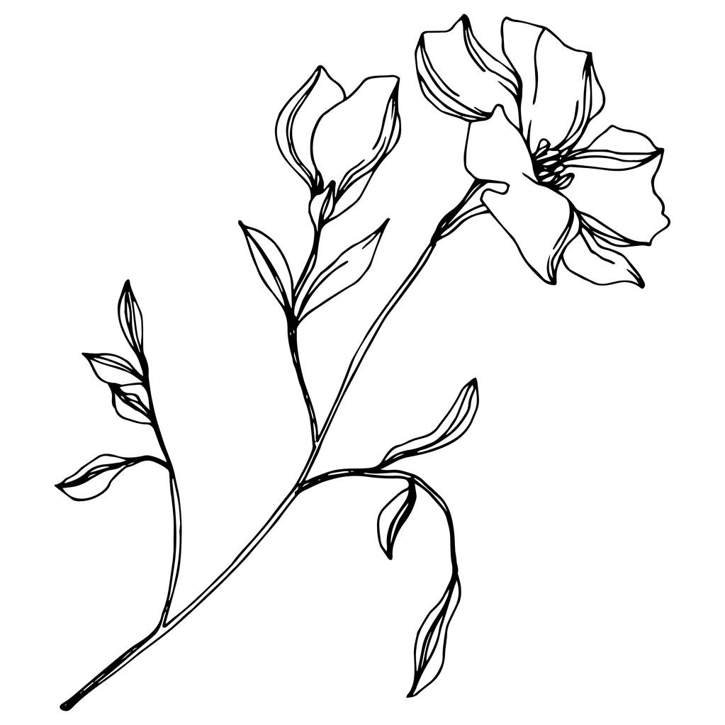 Imagen gráfica vectorial sin royalties de Vector Flax Flores Botánicas  Florales. Flor Silvestre