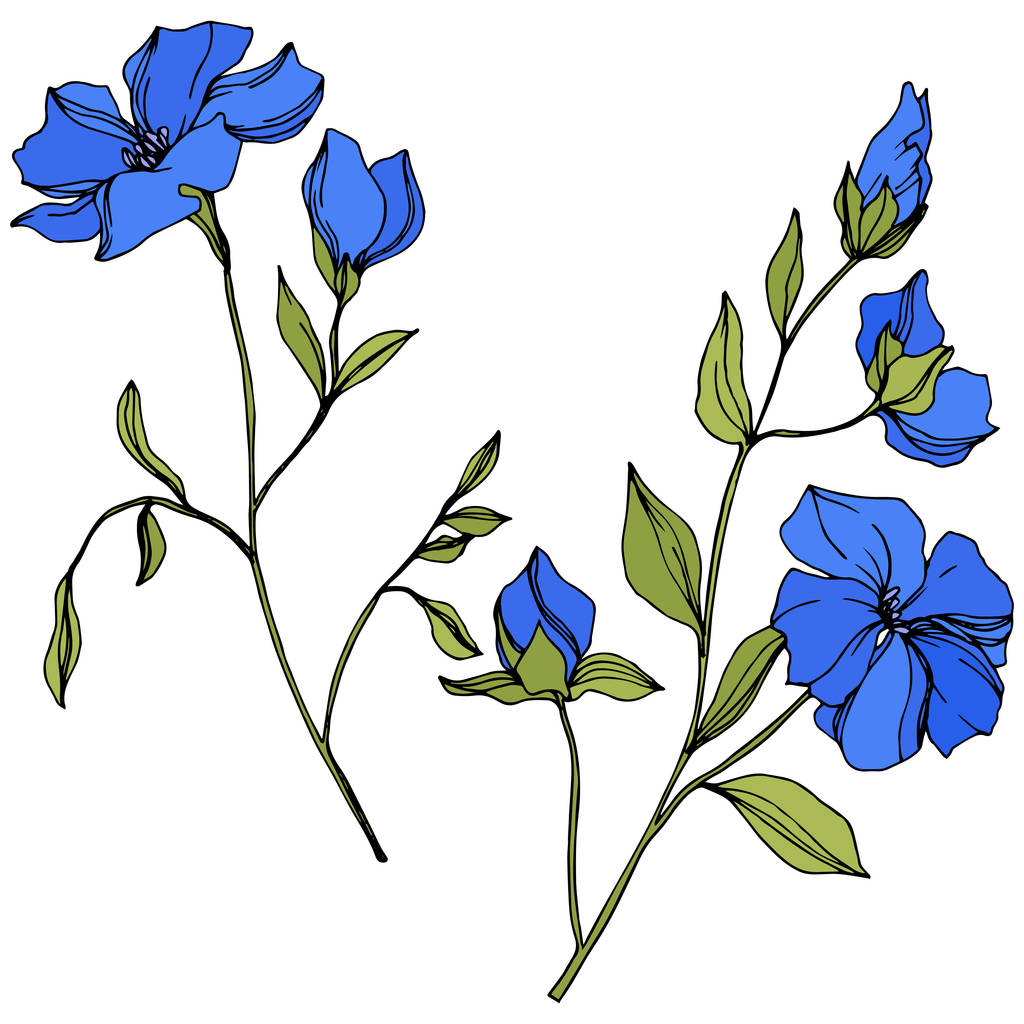 Vector Flax kwiatowy kwiatów botanicznych. Niebieska i zielona grawerowana sztuka atramentu. Izolowane lnu ilustracji element. - Wektor, obraz