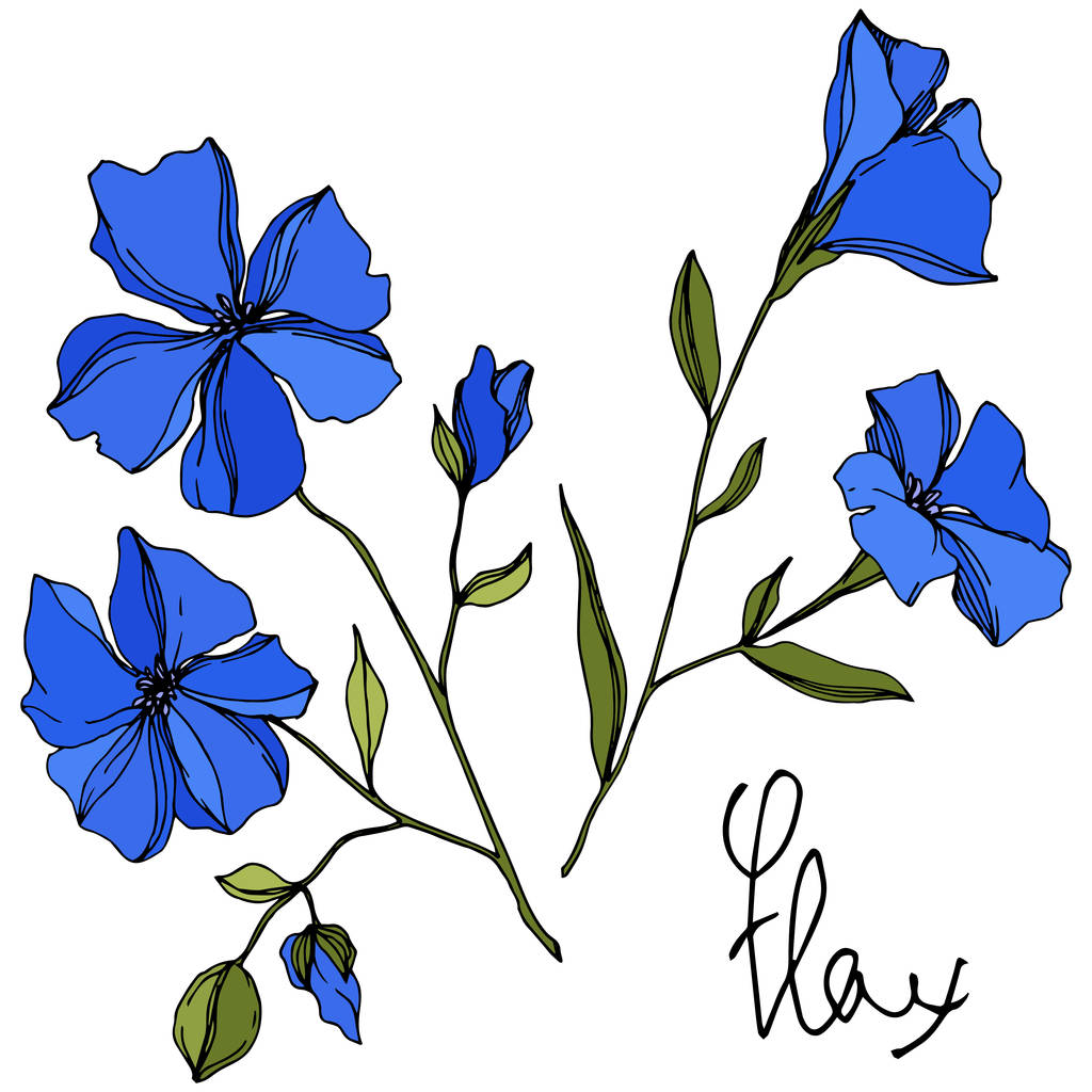 Vecteur Fleurs botaniques florales de lin. Encre gravée bleue et verte. Élément d'illustration isolé en lin
. - Vecteur, image