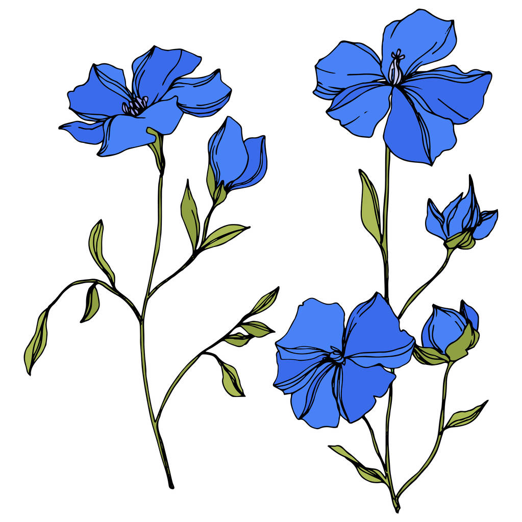 Vektör Keten çiçek botanik çiçekler. Mavi ve yeşil oyulmuş mürekkep sanatı. İzole keten illüstrasyon elemanı. - Vektör, Görsel