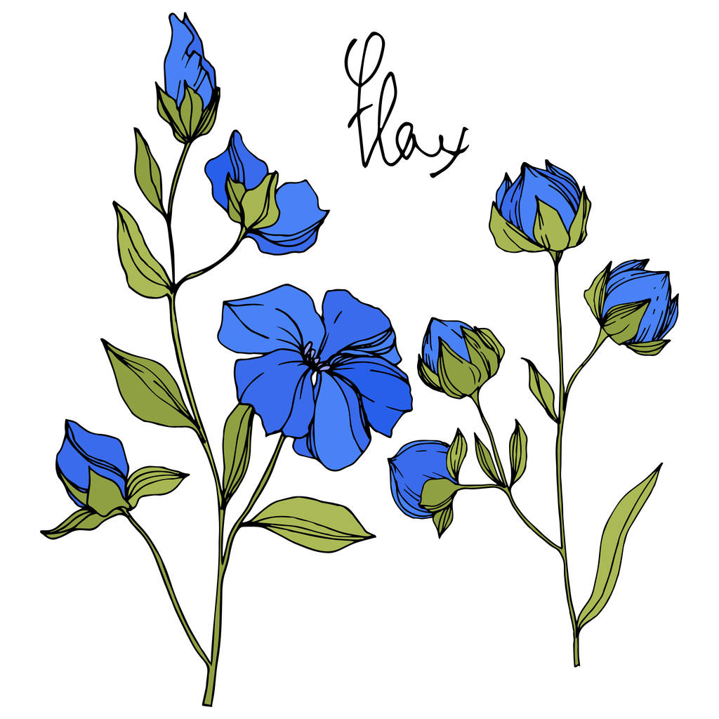 Διάνυσμα λινάρι floral βοτανική λουλούδια. Μπλε και πράσινο χαραγμένο μελάνι τέχνης. Απομονωμένο στοιχείο απεικόνισης λίνου. - Διάνυσμα, εικόνα