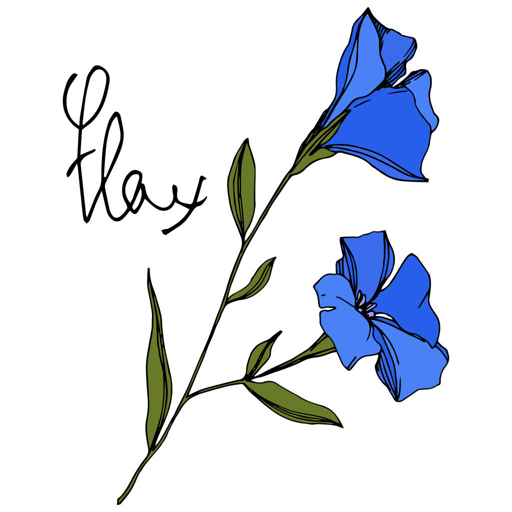 Vektor Flachs florale botanische Blumen. blau und grün gravierte Tuschekunst. isoliertes Flachs-Illustrationselement. - Vektor, Bild