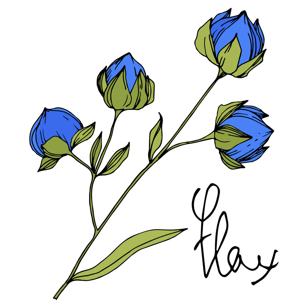 Vector Flax floral botanical flowers. Blue and green engraved ink art. Isolated flax illustration element. - Vector, Image