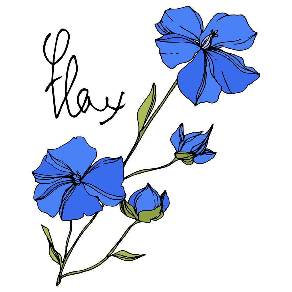 Vector vlas bloemen botanische bloemen. Blauwe en groene gegraveerde inkt kunst. Geïsoleerde vlas illustratie element. - Vector, afbeelding