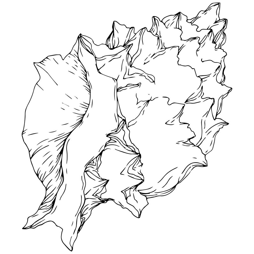 Playa de verano elementos tropicales de concha marina. Tinta grabada en blanco y negro. Elemento ilustrativo de conchas aisladas
. - Vector, Imagen