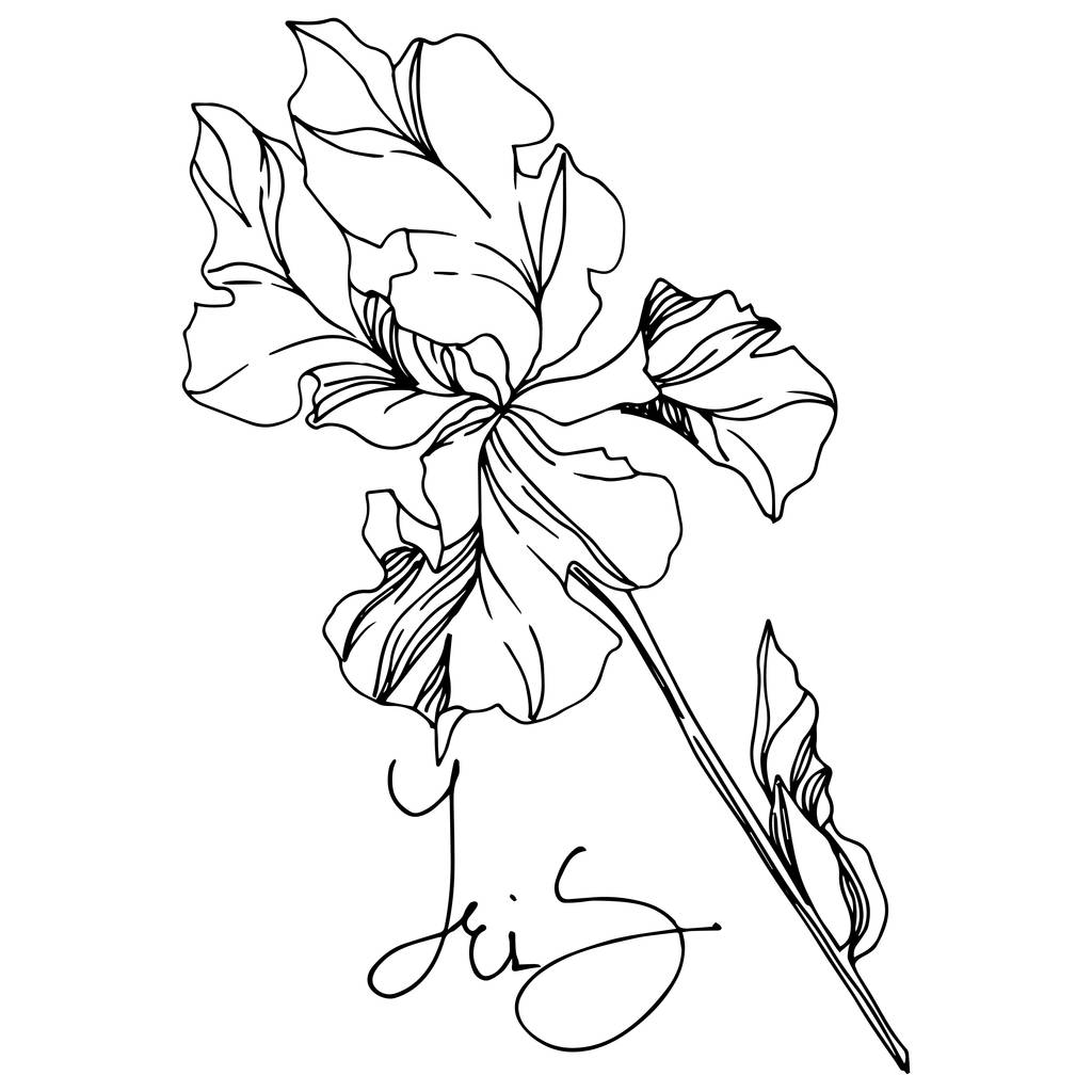 アイリスの花の植物の花。黒と白の彫刻インクアート。孤立したアイリスイラスト要素. - ベクター画像