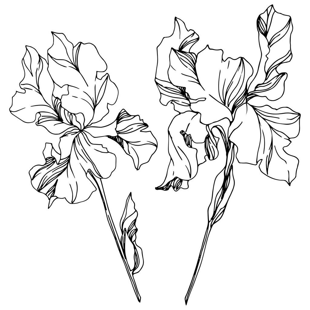 Iris çiçek botanik çiçekleri. Siyah ve beyaz oyulmuş mürekkep sanatı. Yalıtılmış irises illüstrasyon elemanı. - Vektör, Görsel