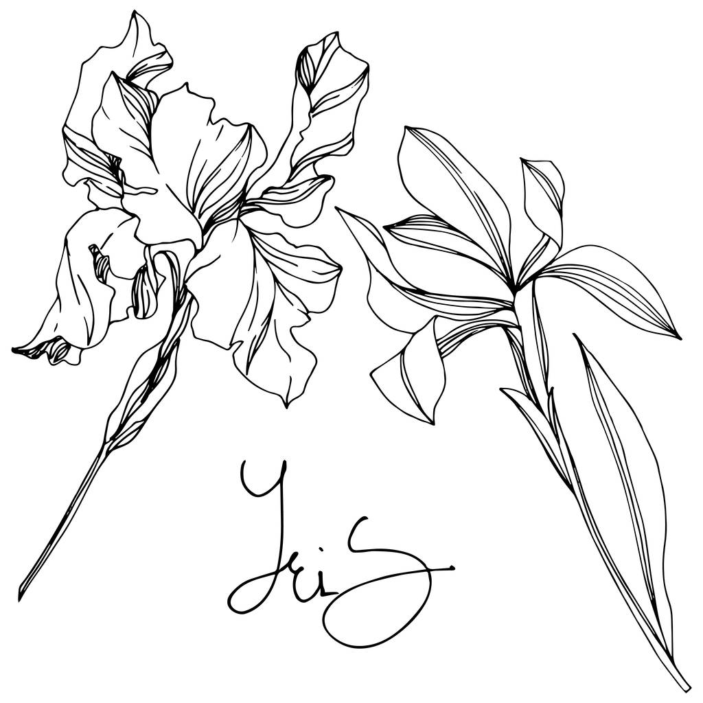 Iris floral botanical flowers. Black and white engraved ink art. Isolated irises illustration element. - Vector, Image