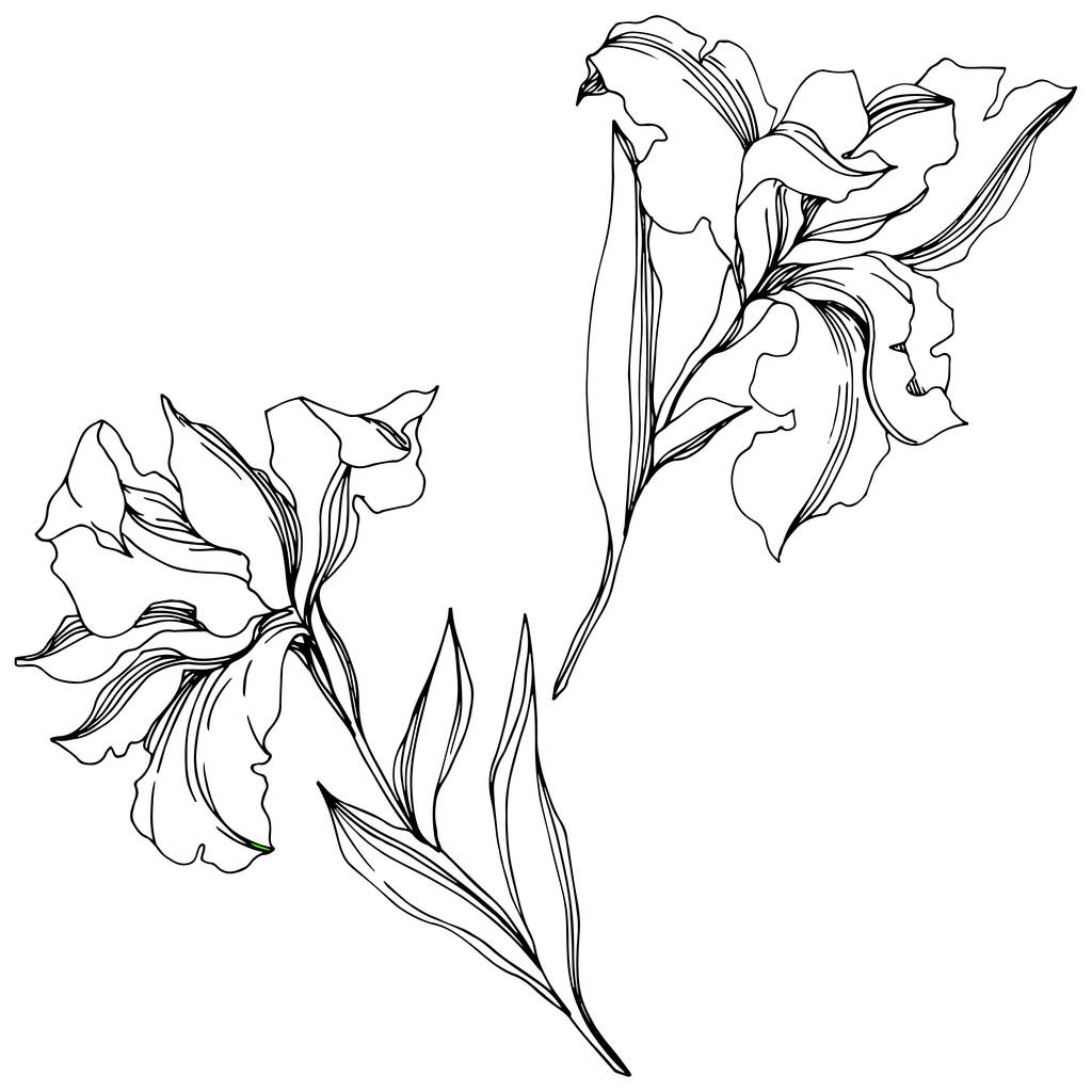 Λουλούδια από άνθη της ίριδας. Μαύρο και άσπρο χαραγμένο μελάνι τέχνης. Απομονωμένο στοιχείο απεικόνισης ίριδες. - Διάνυσμα, εικόνα